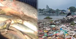ইলিশের পেটে মাইক্রোপ্লাস্টিকের উপস্থিতি, ঝুঁকিতে মানব স্বাস্থ্য